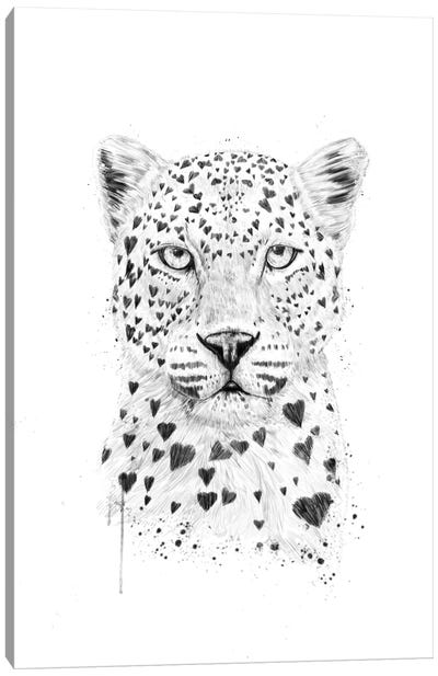 Lovely Leopard Canvas Art Print - Balazs Solti