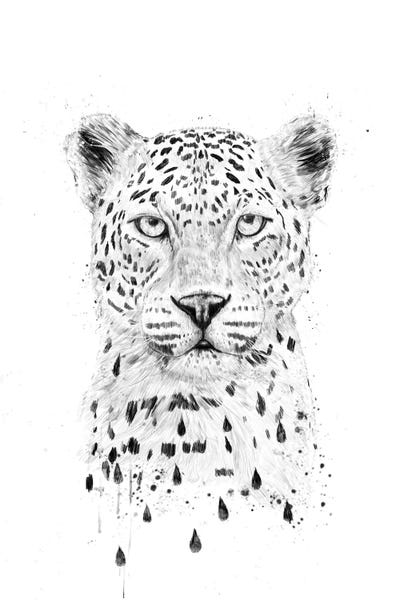 Leopards: Raining Again by Balazs Solti