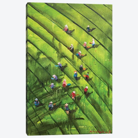 Ceylon Tea Harvest Canvas Print #BSK12} by Bogdan Shiptenko Canvas Artwork