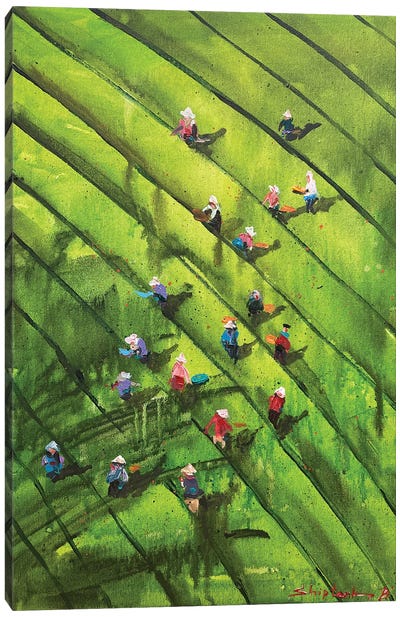 Ceylon Tea Harvest Canvas Art Print - Bogdan Shiptenko