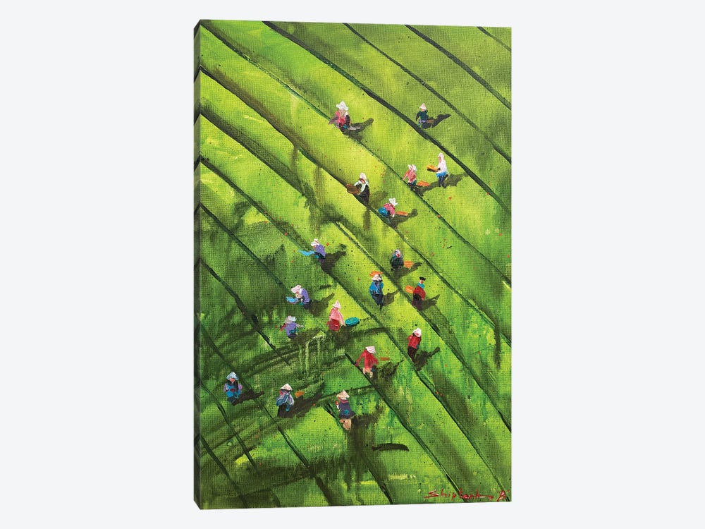 Ceylon Tea Harvest by Bogdan Shiptenko 1-piece Canvas Wall Art