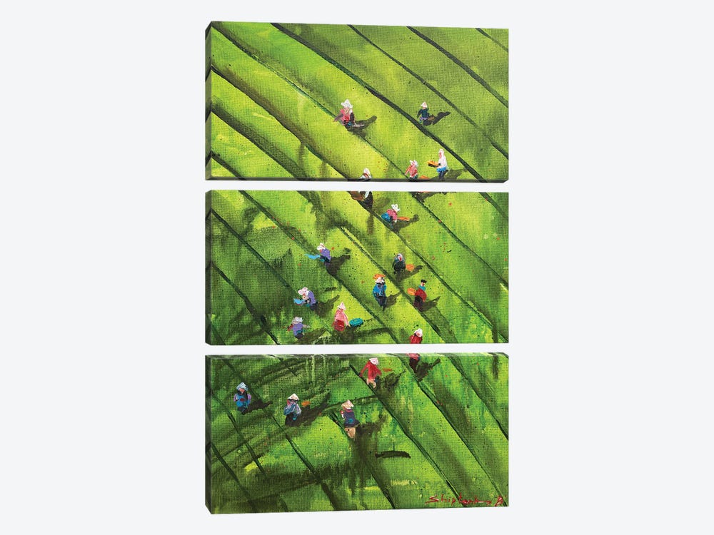 Ceylon Tea Harvest by Bogdan Shiptenko 3-piece Canvas Art