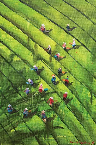 South Asian Culture: Ceylon Tea Harvest by Bogdan Shiptenko