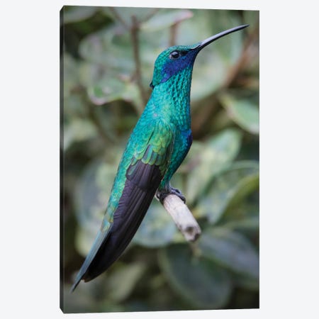 Colorful Sparkling Violet Ear Hummingbird Is Widespread In The Andes Cloud Forest Canvas Print #BSQ10} by Betty Sederquist Canvas Wall Art