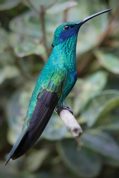 Colorful Sparkling Violet Ear Hummingbird Is Widespread In The Andes Cloud Forest