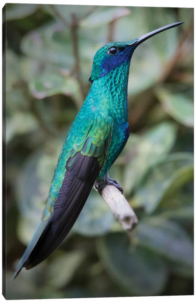 Colorful Sparkling Violet Ear Hummingbird Is Widespread In The Andes Cloud Forest Canvas Art Print