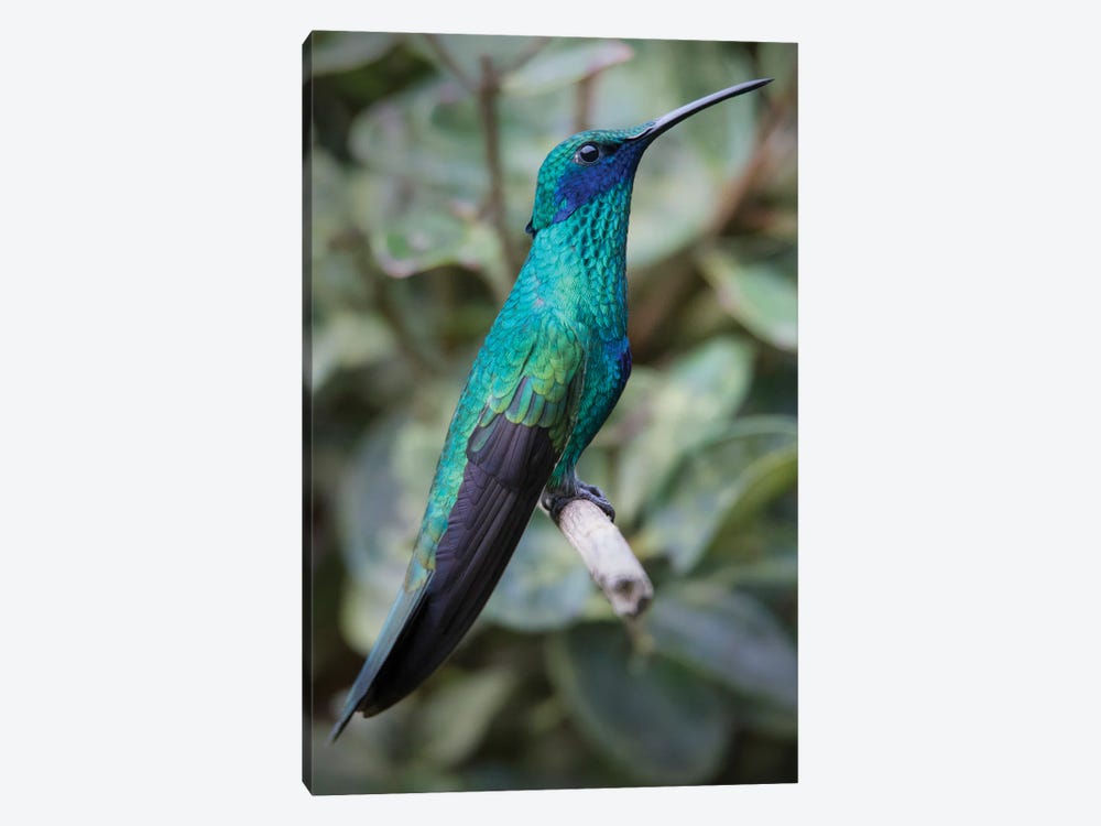 Colorful Sparkling Violet Ear Hummingbird Is Widespread In The Andes Cloud Forest by Betty Sederquist 1-piece Art Print