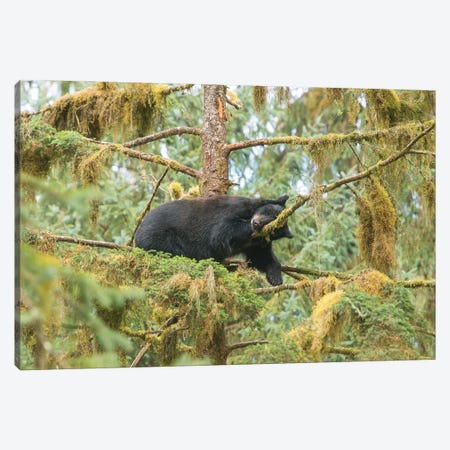 Cub Resting In A Tree Next To Anan Creek Canvas Print #BSQ11} by Betty Sederquist Canvas Artwork