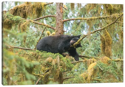 Cub Resting In A Tree Next To Anan Creek Canvas Art Print - Black Bear Art