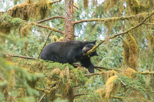 Betty Sederquist: Cub Resting In A Tree Next To Anan Creek by Betty Sederquist