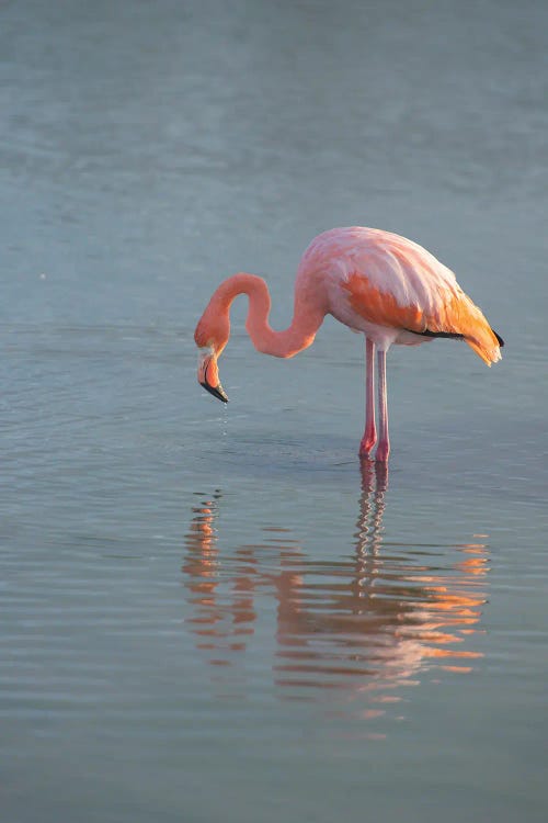 Flamingo Looking For Food In An Estuary In The Galapagos Islands