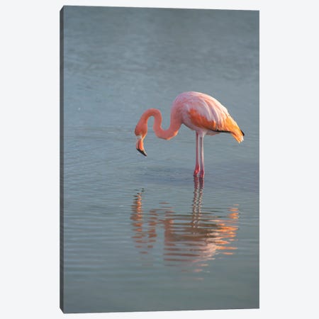 Flamingo Looking For Food In An Estuary In The Galapagos Islands Canvas Print #BSQ12} by Betty Sederquist Canvas Art