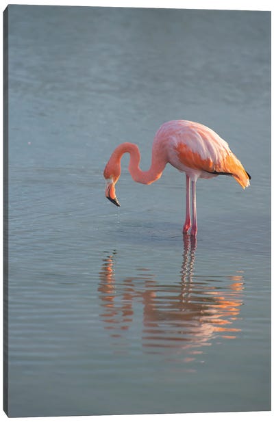 Flamingo Looking For Food In An Estuary In The Galapagos Islands Canvas Art Print
