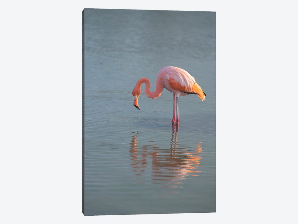 Flamingo Looking For Food In An Estuary In The Galapagos Islands by Betty Sederquist 1-piece Art Print