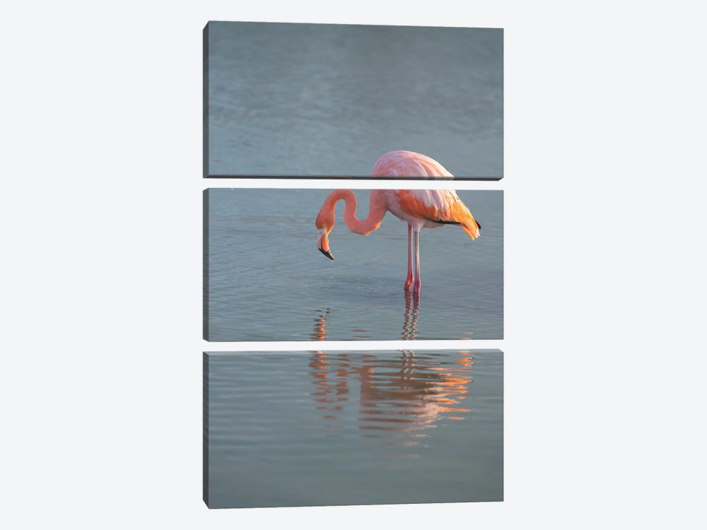 Flamingo Looking For Food In An Estuary In The Galapagos Islands by Betty Sederquist 3-piece Art Print