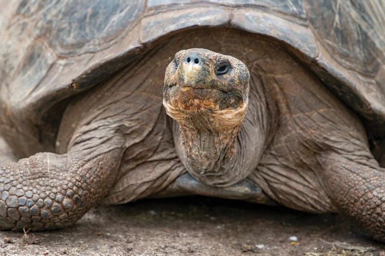 Giant Tortoise Lumbers Along At The Charles Darwin Research Center
