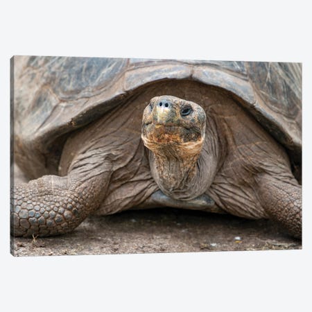 Giant Tortoise Lumbers Along At The Charles Darwin Research Center Canvas Print #BSQ13} by Betty Sederquist Canvas Wall Art