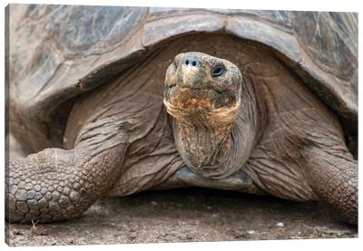 Giant Tortoise Lumbers Along At The Charles Darwin Research Center Canvas Art Print
