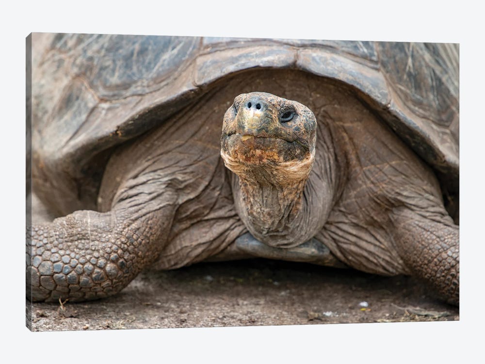 Giant Tortoise Lumbers Along At The Charles Darwin Research Center by Betty Sederquist 1-piece Canvas Artwork