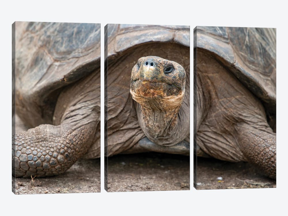 Giant Tortoise Lumbers Along At The Charles Darwin Research Center by Betty Sederquist 3-piece Canvas Wall Art