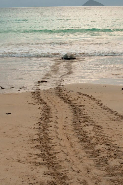 After Laying Its Eggs On A Galapagos Beach, This Sea Turtle Returning To The Ocean