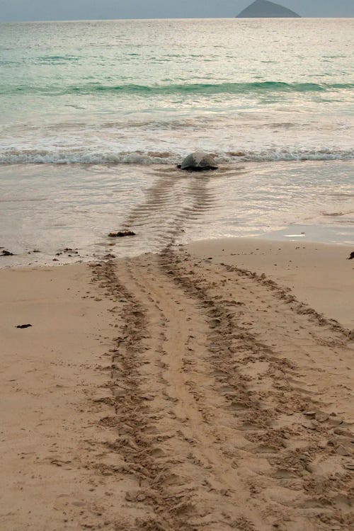 After Laying Its Eggs On A Galapagos Beach, This Sea Turtle Returning To The Ocean by Betty Sederquist wall art
