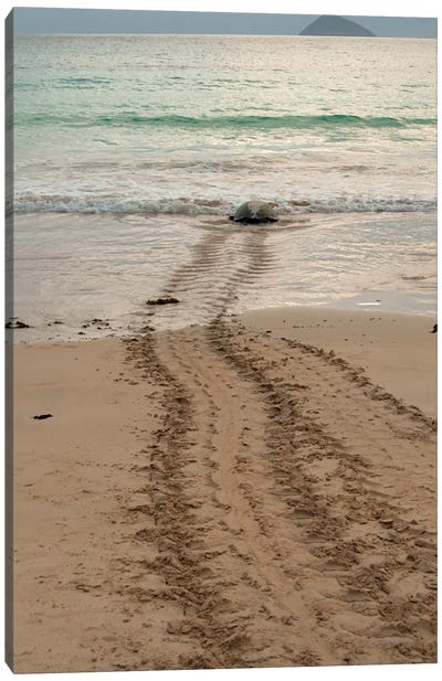 After Laying Its Eggs On A Galapagos Beach, This Sea Turtle Returning To The Ocean Canvas Art Print - Ecuador