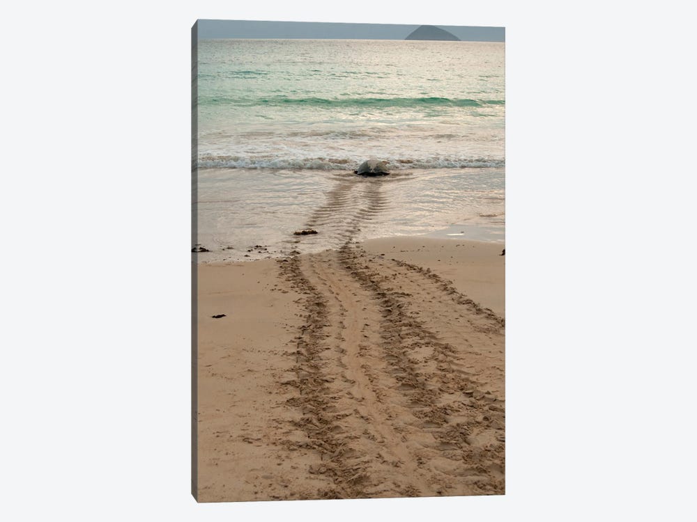 After Laying Its Eggs On A Galapagos Beach, This Sea Turtle Returning To The Ocean by Betty Sederquist 1-piece Canvas Artwork