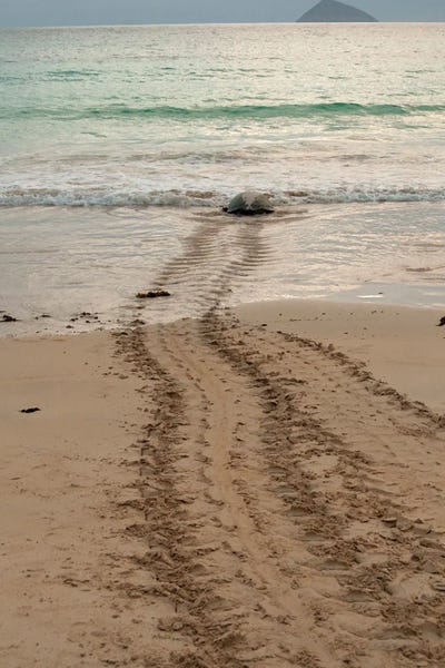 Ecuador: After Laying Its Eggs On A Galapagos Beach, This Sea Turtle Returning To The Ocean by Betty Sederquist