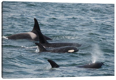 An Orca Family Swimming Along Icy Strait, Alaska I Canvas Art Print - Orca Whale Art