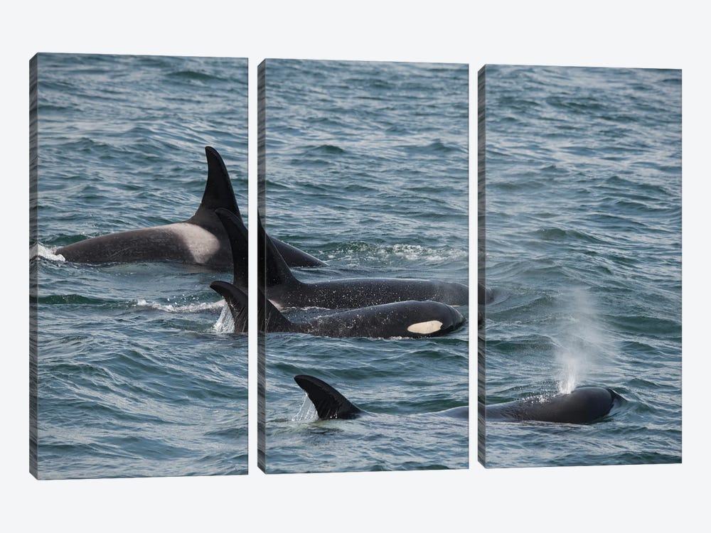 An Orca Family Swimming Along Icy Strait, Alaska I by Betty Sederquist 3-piece Canvas Print