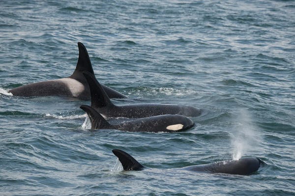 An Orca Family Swimming Along Icy Strait, Alaska I