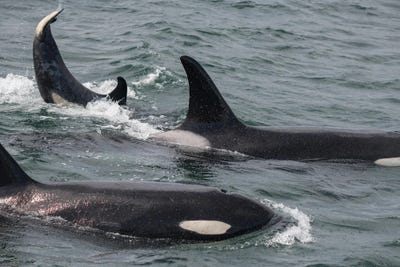 An Orca Family Swimming Along Icy - Canvas Wall Art | Betty Sederquist