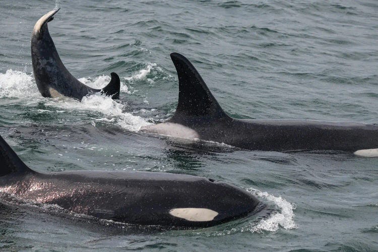 An Orca Family Swimming Along Icy Strait, Alaska II by Betty Sederquist wall art