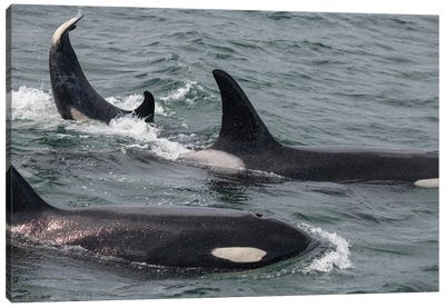 An Orca Family Swimming Along Icy Strait, Alaska II Canvas Art Print - Orca Whale Art