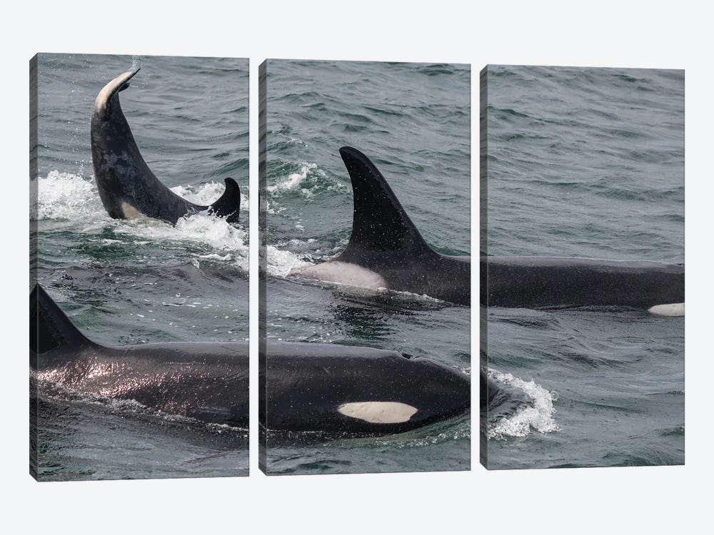 An Orca Family Swimming Along Icy Strait, Alaska II by Betty Sederquist 3-piece Canvas Art