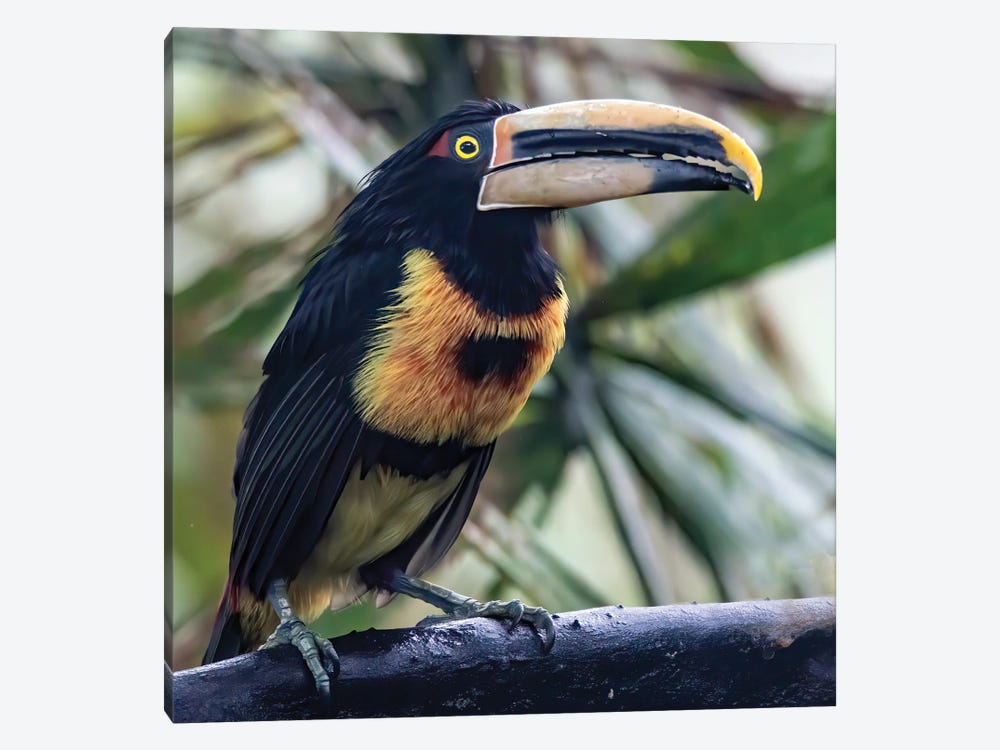 Aracari In The Cloud Forest Has A Huge Bill by Betty Sederquist 1-piece Canvas Art Print