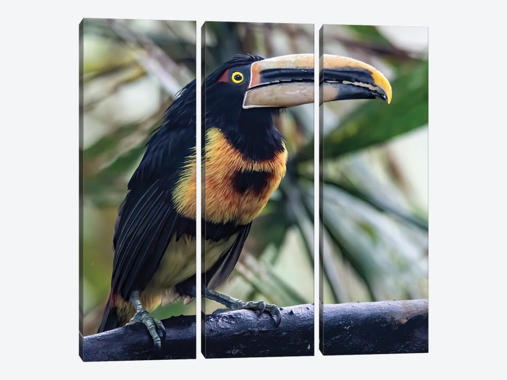 Aracari In The Cloud Forest Has A Huge Bill by Betty Sederquist 3-piece Canvas Print