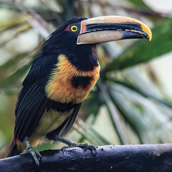 Betty Sederquist: Aracari In The Cloud Forest Has A Huge Bill by Betty Sederquist