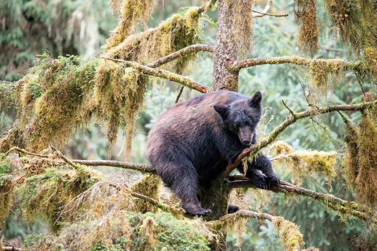 Black Bear Cub Finds Safety In A Tree At Anan Creek