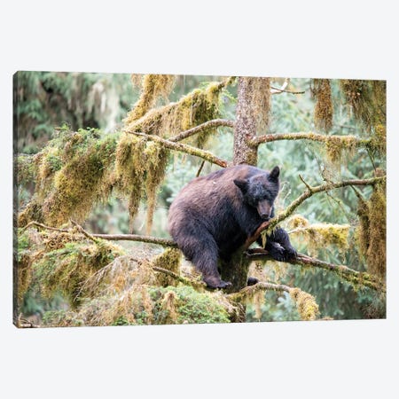 Black Bear Cub Finds Safety In A Tree At Anan Creek Canvas Print #BSQ5} by Betty Sederquist Canvas Art