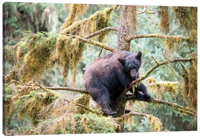 Black Bear Cub Finds Safety In A Tree At Anan Creek Canvas Art Print - Black Bear Art