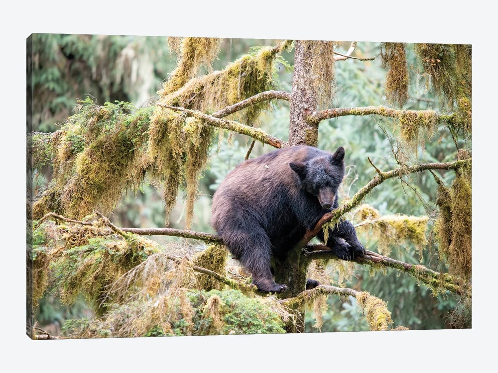Black Bear Cub Finds Safety In A Tree At Anan Creek by Betty Sederquist 1-piece Canvas Wall Art