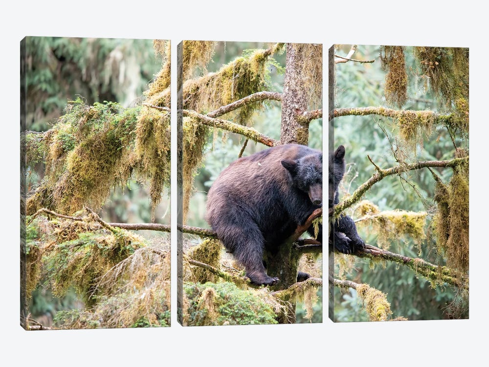 Black Bear Cub Finds Safety In A Tree At Anan Creek by Betty Sederquist 3-piece Canvas Art