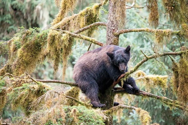 Black Bear Cub Finds Safety In A Tree At Anan Creek