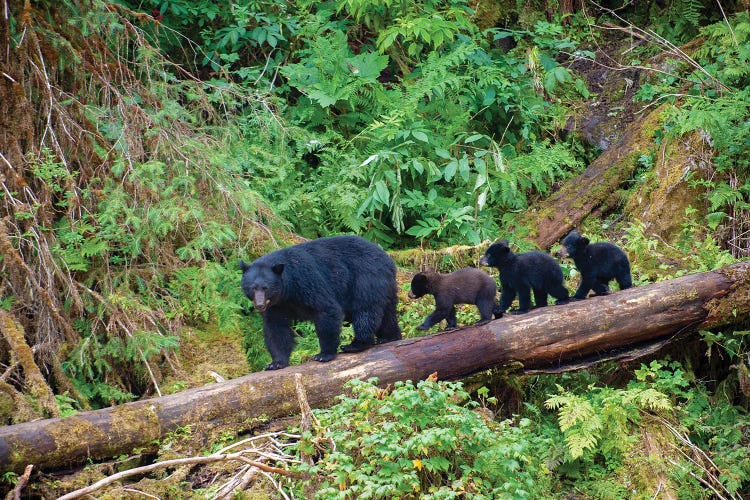 Black Bear Triplets Follow Mom At Anan Creek