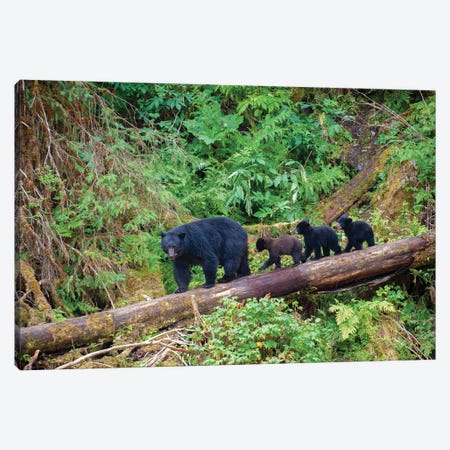 Black Bear Triplets Follow Mom At Anan Creek Canvas Print #BSQ6} by Betty Sederquist Canvas Artwork