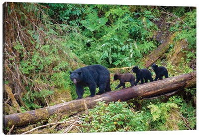 Black Bear Triplets Follow Mom At Anan Creek Canvas Art Print - Black Bear Art