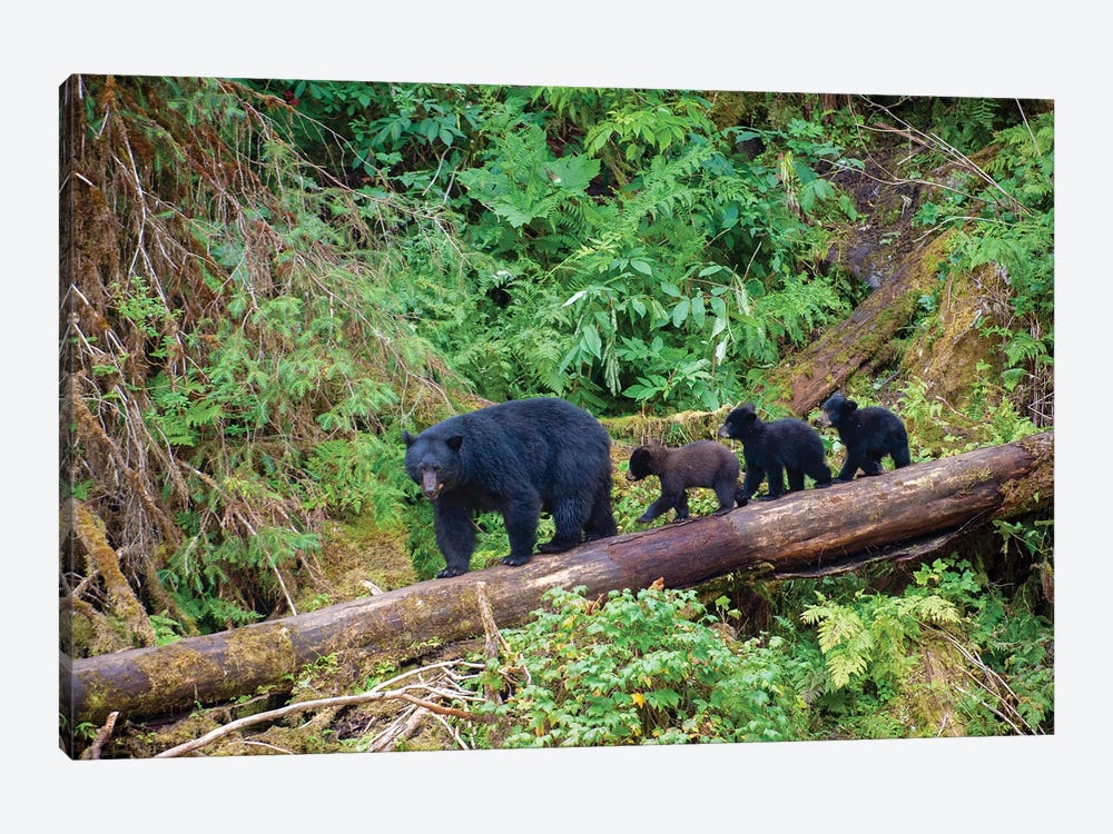 Black Bear Triplets Follow Mom At Anan Creek by Betty Sederquist 1-piece Canvas Art Print