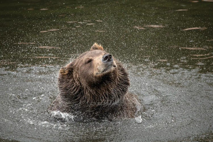 Brown Bear At Fortress Of The Bear, A Rescue Center In Sitka, Shakes Off Water